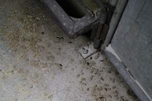 Bugs in farrowing shed - Australian pig farming - Captured at CEFN Breeding Unit #2, Leyburn QLD Australia.