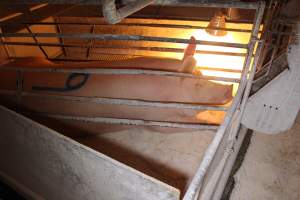 Farrowing crates at Corowa Piggery NSW - Australian pig farming - Captured at Corowa Piggery & Abattoir, Redlands NSW Australia.