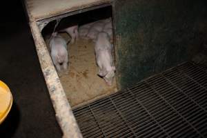 Weaner piglets - Australian pig farming - Captured at Springview Piggery, Gooloogong NSW Australia.