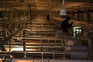 Activists filming - Australian pig farming - Captured at Corowa Piggery & Abattoir, Redlands NSW Australia.