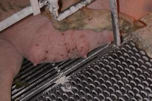 Sow with skin condition - Australian pig farming - Captured at Corowa Piggery & Abattoir, Redlands NSW Australia.