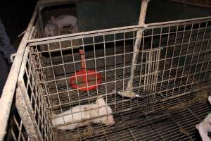 Dead weaner piglet in corner of cage - Australian pig farming - Captured at Springview Piggery, Gooloogong NSW Australia.