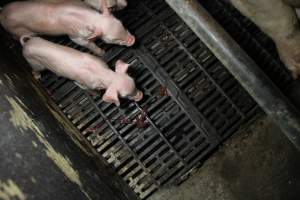 Farrowing crates at CEFN Breeder Piggery QLD - Australian pig farming - Captured at CEFN Breeding Unit #2, Leyburn QLD Australia.