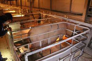 Activists filming - Australian pig farming - Captured at Corowa Piggery & Abattoir, Redlands NSW Australia.