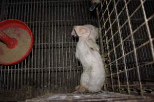 Dead weaner piglet in corner of cage - Australian pig farming - Captured at Springview Piggery, Gooloogong NSW Australia.