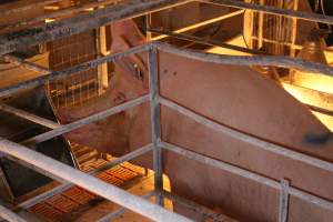 Farrowing crates at Corowa Piggery NSW - Australian pig farming - Captured at Corowa Piggery & Abattoir, Redlands NSW Australia.