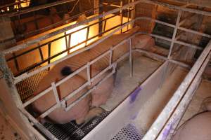 Farrowing crates at Corowa Piggery NSW - Australian pig farming - Captured at Corowa Piggery & Abattoir, Redlands NSW Australia.