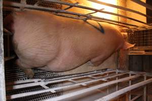 Farrowing crates at Corowa Piggery NSW - Australian pig farming - Captured at Corowa Piggery & Abattoir, Redlands NSW Australia.