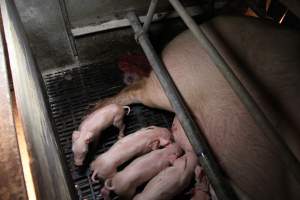 Farrowing crates at CEFN Breeder Piggery QLD - Australian pig farming - Captured at CEFN Breeding Unit #2, Leyburn QLD Australia.