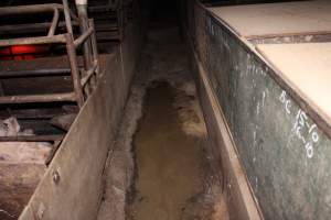 Filthy aisle of farrowing shed - Australian pig farming - Captured at Springview Piggery, Gooloogong NSW Australia.