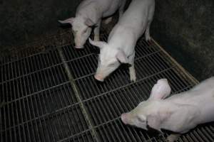 Weaner piglets - Australian pig farming - Captured at Springview Piggery, Gooloogong NSW Australia.