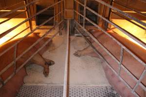 Farrowing crates side by side - Australian pig farming - Captured at Corowa Piggery & Abattoir, Redlands NSW Australia.