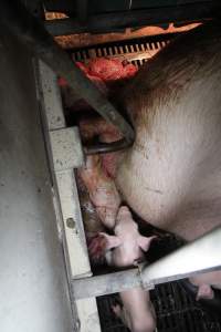 Farrowing crates at CEFN Breeder Piggery QLD - Australian pig farming - Captured at CEFN Breeding Unit #2, Leyburn QLD Australia.