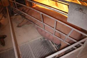 Farrowing crates at Corowa Piggery NSW - Australian pig farming - Captured at Corowa Piggery & Abattoir, Redlands NSW Australia.