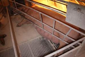 Farrowing crates at Corowa Piggery NSW - Australian pig farming - Captured at Corowa Piggery & Abattoir, Redlands NSW Australia.