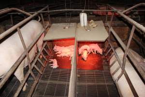 Dead piglets - Australian pig farming - Captured at Springview Piggery, Gooloogong NSW Australia.