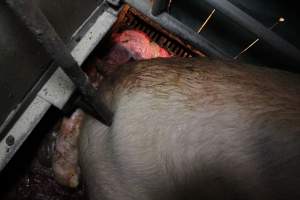 Farrowing crates at CEFN Breeder Piggery QLD - Australian pig farming - Captured at CEFN Breeding Unit #2, Leyburn QLD Australia.