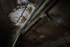 Ceiling of farrowing shed - Australian pig farming - Captured at CEFN Breeding Unit #2, Leyburn QLD Australia.