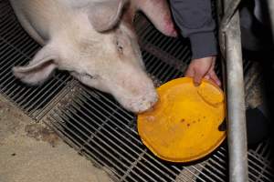 Injured sow in crate - In late October 2013, a sow was discovered in a terrible condition, unable to move, with large bloody wounds on both of her front legs. She could not reach food or water. Activists were able to find a dish and fill it with water to give to her, and after some initial hesitance, she began frantically drinking litre after litre.

Many other sows were found with large untreated injuries, most of them in the sow stalls.

Activists called police the following morning, but nobody was sent until three days later. The police were advised by the owners that the sow had suffered severe prolapses after giving birth to a litter of stillborns, damaging the nerves in her back legs and leaving her partially paralysed. The owners had called in a vet sometime on Thursday 24th or Friday 25th October, who suggested they leave her over the weekend to see if her condition improved, and if not, to 