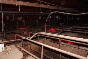 Farrowing crates at Springview Piggery NSW - Australian pig farming - Captured at Springview Piggery, Gooloogong NSW Australia.