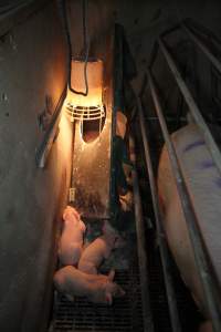 Farrowing crates at CEFN Breeder Piggery QLD - Australian pig farming - Captured at CEFN Breeding Unit #2, Leyburn QLD Australia.