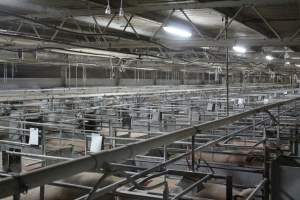 Looking across farrowing shed - Australian pig farming - Captured at Corowa Piggery & Abattoir, Redlands NSW Australia.