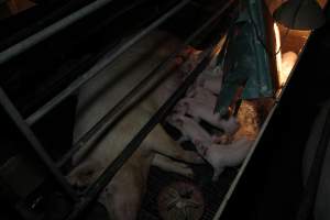 Farrowing crates at CEFN Breeder Piggery QLD - Australian pig farming - Captured at CEFN Breeding Unit #2, Leyburn QLD Australia.