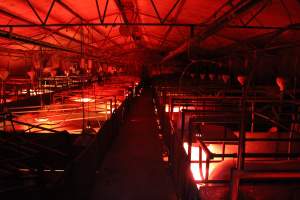 Farrowing crates at Springview Piggery NSW - Australian pig farming - Captured at Springview Piggery, Gooloogong NSW Australia.