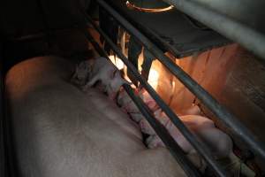 Piglets suckling - Australian pig farming - Captured at CEFN Breeding Unit #2, Leyburn QLD Australia.