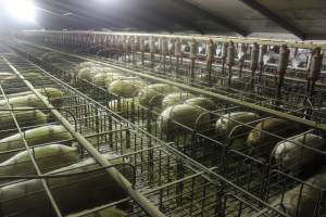 Wide view of sow stall shed - Australian pig farming - Captured at Grong Grong Piggery, Grong Grong NSW Australia.