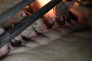 Piglets suckling - Australian pig farming - Captured at CEFN Breeding Unit #2, Leyburn QLD Australia.