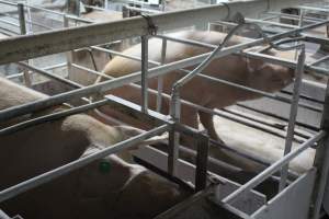 Farrowing crates at Corowa Piggery NSW - Australian pig farming - Captured at Corowa Piggery & Abattoir, Redlands NSW Australia.