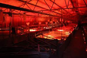 Farrowing crates at Springview Piggery NSW - Australian pig farming - Captured at Springview Piggery, Gooloogong NSW Australia.