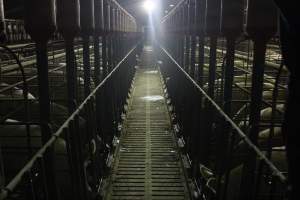 Looking down aisle of sow stall shed - Australian pig farming - Captured at Grong Grong Piggery, Grong Grong NSW Australia.