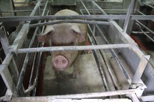Farrowing crates at Corowa Piggery NSW - Australian pig farming - Captured at Corowa Piggery & Abattoir, Redlands NSW Australia.