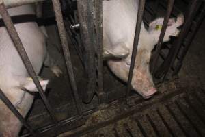 Sow stalls - Australian pig farming - Captured at Grong Grong Piggery, Grong Grong NSW Australia.