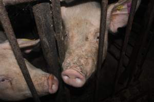 Sow stalls - Australian pig farming - Captured at Grong Grong Piggery, Grong Grong NSW Australia.