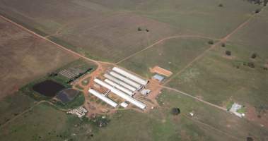 Aerial view of Selko piggery from helicopter - Australian pig farming - Captured at Selko Piggery, Narrandera NSW Australia.