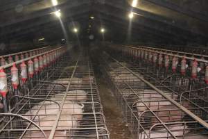 Wide view of huge sow stall shed - Australian pig farming - Captured at Grong Grong Piggery, Grong Grong NSW Australia.