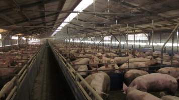 Grower/finisher pigs - Australian pig farming - Captured at Selko Piggery, Narrandera NSW Australia.