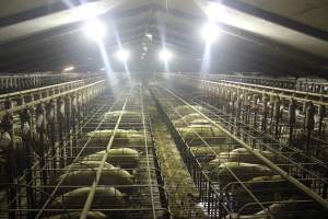 Wide view of huge sow stall shed - Australian pig farming - Captured at Grong Grong Piggery, Grong Grong NSW Australia.