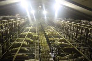 Wide view of huge sow stall shed - Australian pig farming - Captured at Grong Grong Piggery, Grong Grong NSW Australia.