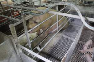 Farrowing crates at Corowa Piggery NSW - Australian pig farming - Captured at Corowa Piggery & Abattoir, Redlands NSW Australia.