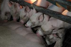 Piglets suckling - Australian pig farming - Captured at CEFN Breeding Unit #2, Leyburn QLD Australia.