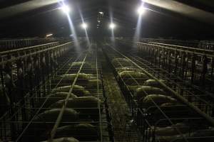 Wide view of huge sow stall shed - Australian pig farming - Captured at Grong Grong Piggery, Grong Grong NSW Australia.