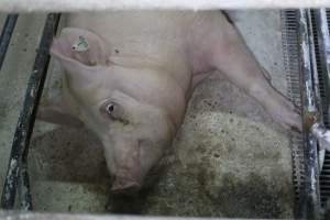 Farrowing crates at Corowa Piggery NSW - Australian pig farming - Captured at Corowa Piggery & Abattoir, Redlands NSW Australia.