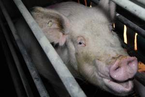 Sow in crate - Australian pig farming - Captured at CEFN Breeding Unit #2, Leyburn QLD Australia.