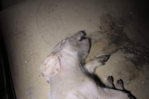 Dead piglet on top of farrowing crate - Australian pig farming - Captured at Culcairn Piggery, Culcairn NSW Australia.