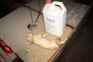 Dead piglet on top of farrowing crate - Australian pig farming - Captured at Springview Piggery, Gooloogong NSW Australia.