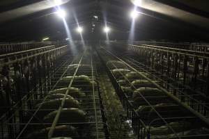 Wide view of huge sow stall shed - Australian pig farming - Captured at Grong Grong Piggery, Grong Grong NSW Australia.